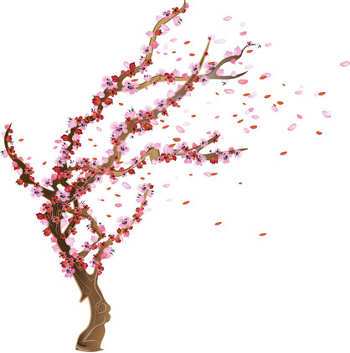 shizen-school-cerisier